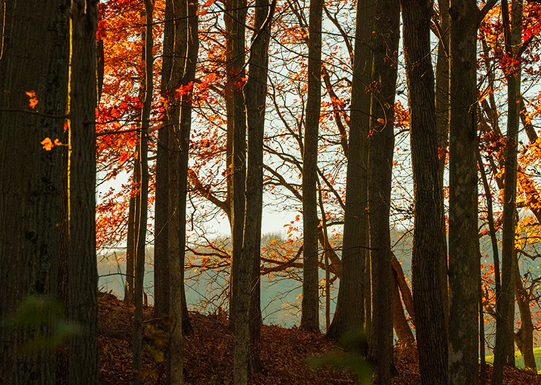 Fall Forest